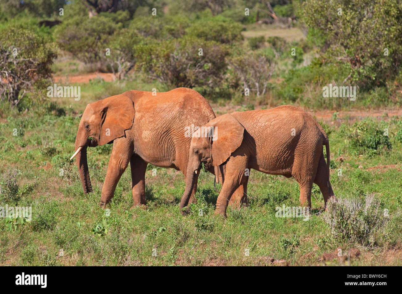 Gli elefanti al Parco Nazionale Tsavo, Kenya Foto Stock