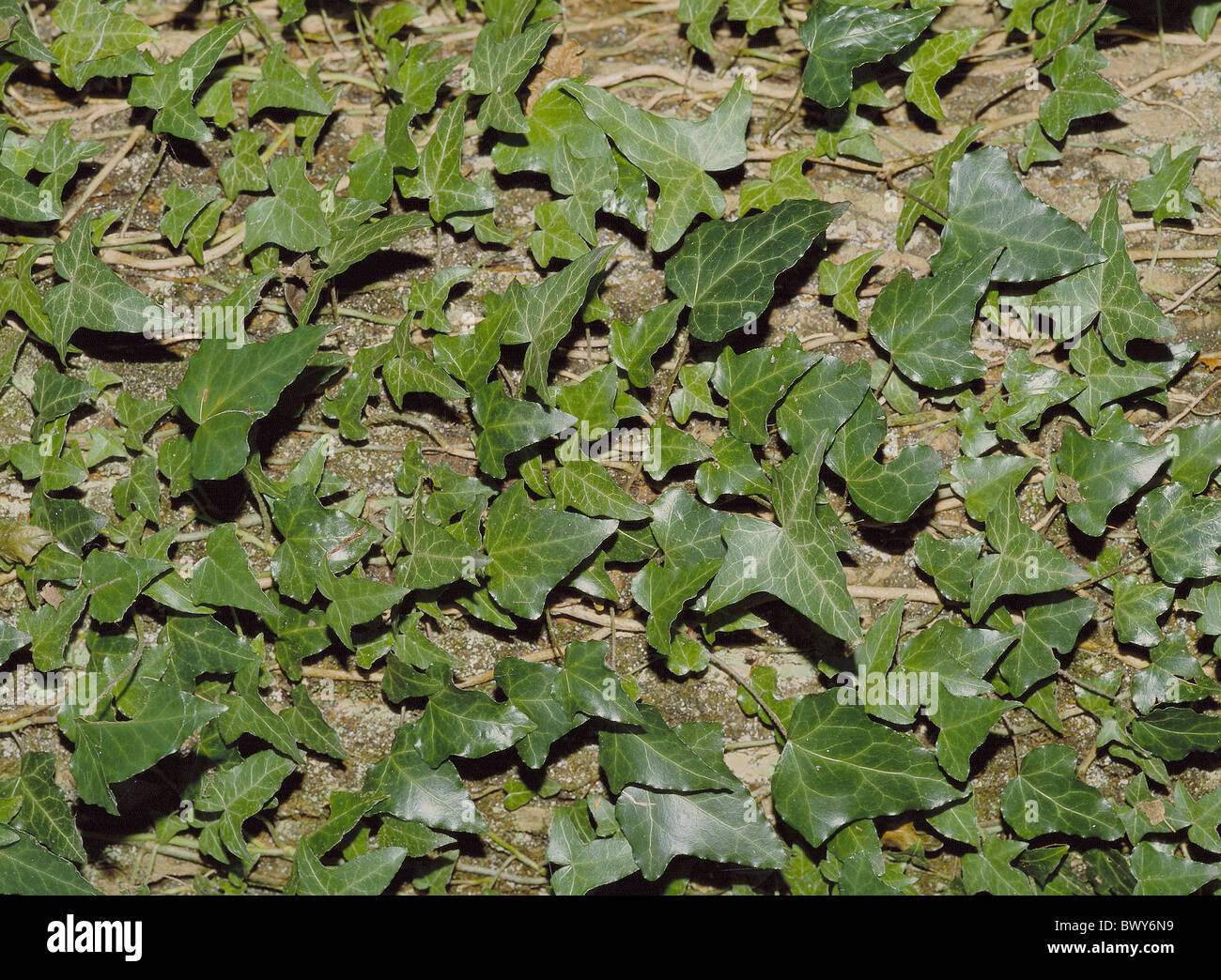 Ivy viticci corteccia del tronco dettaglio green Foto Stock