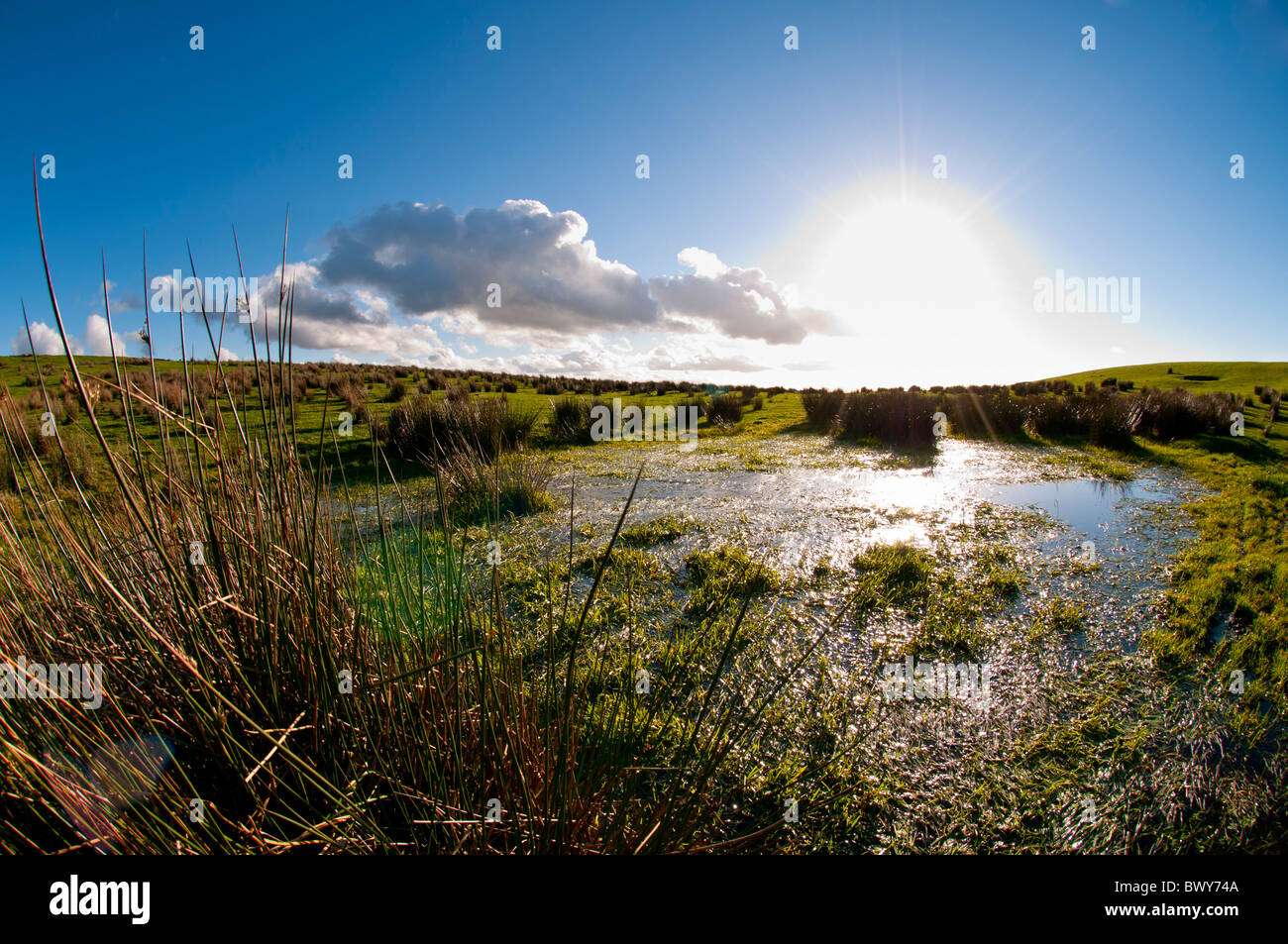 Terreni paludosi e erbe naturali, Peak District, REGNO UNITO Foto Stock