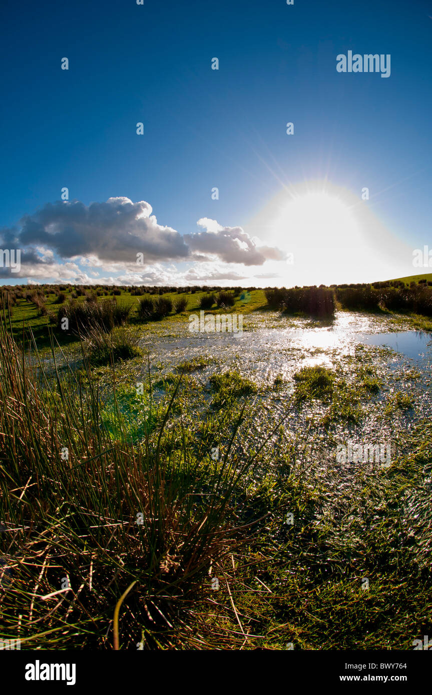 Terreni paludosi e erbe naturali, Peak District, REGNO UNITO Foto Stock