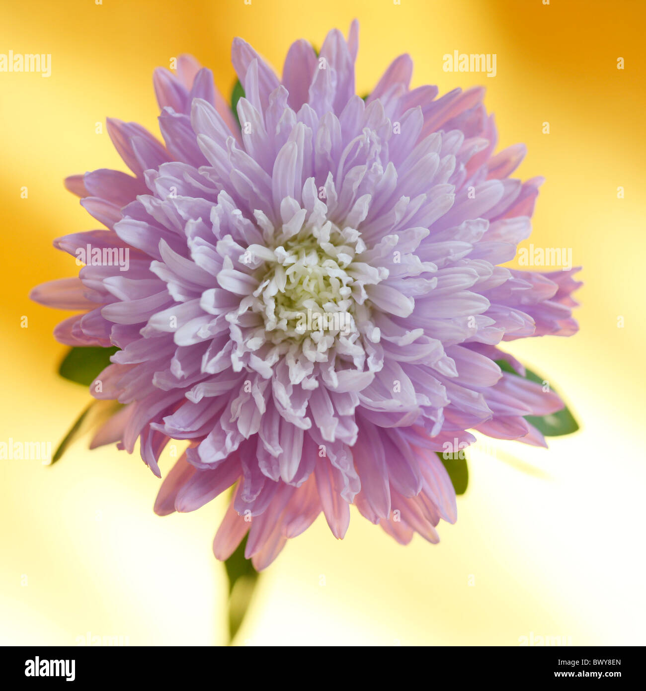 Meraviglioso il lilla aster in piena fioritura Jane-Ann Butler JABP Fotografia872 Foto Stock