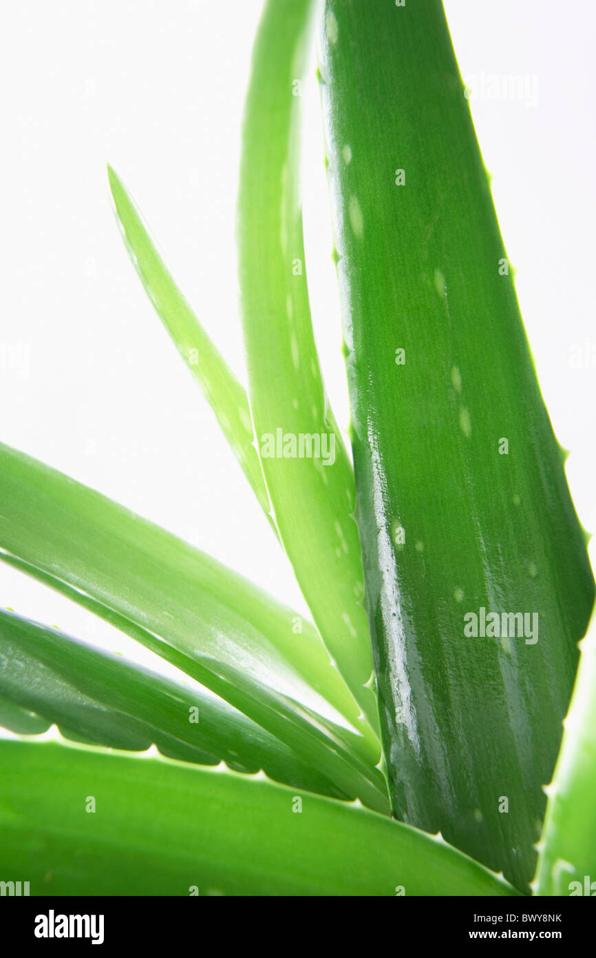 Pianta di Aloe Vera Foto Stock