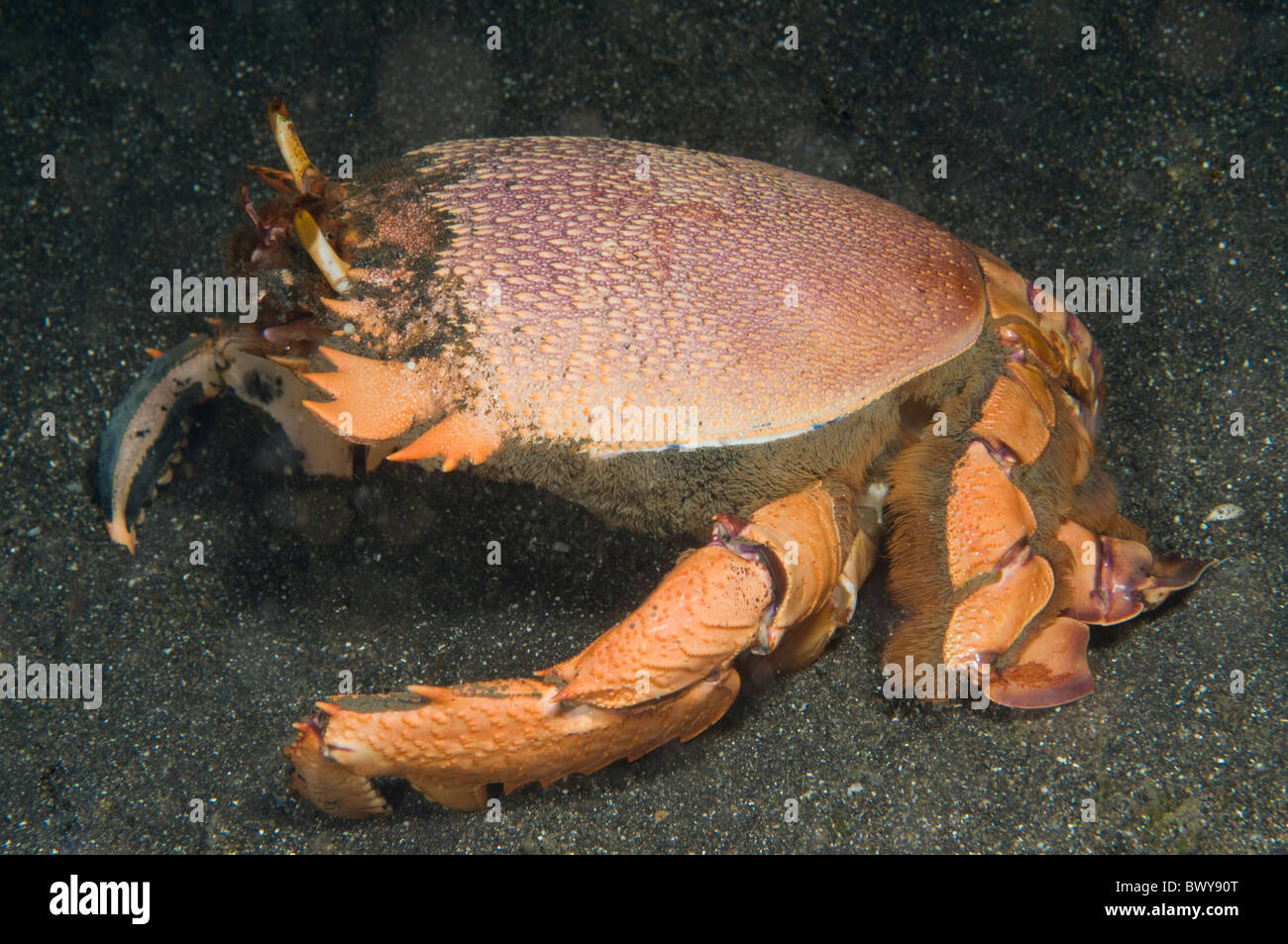 Chiave inglese-crab Ranina ranina- Foto Stock