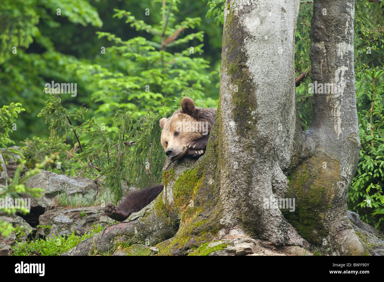 Maschio di orso bruno in appoggio sul tronco di albero, Parco Nazionale della Foresta Bavarese. La Baviera, Germania Foto Stock