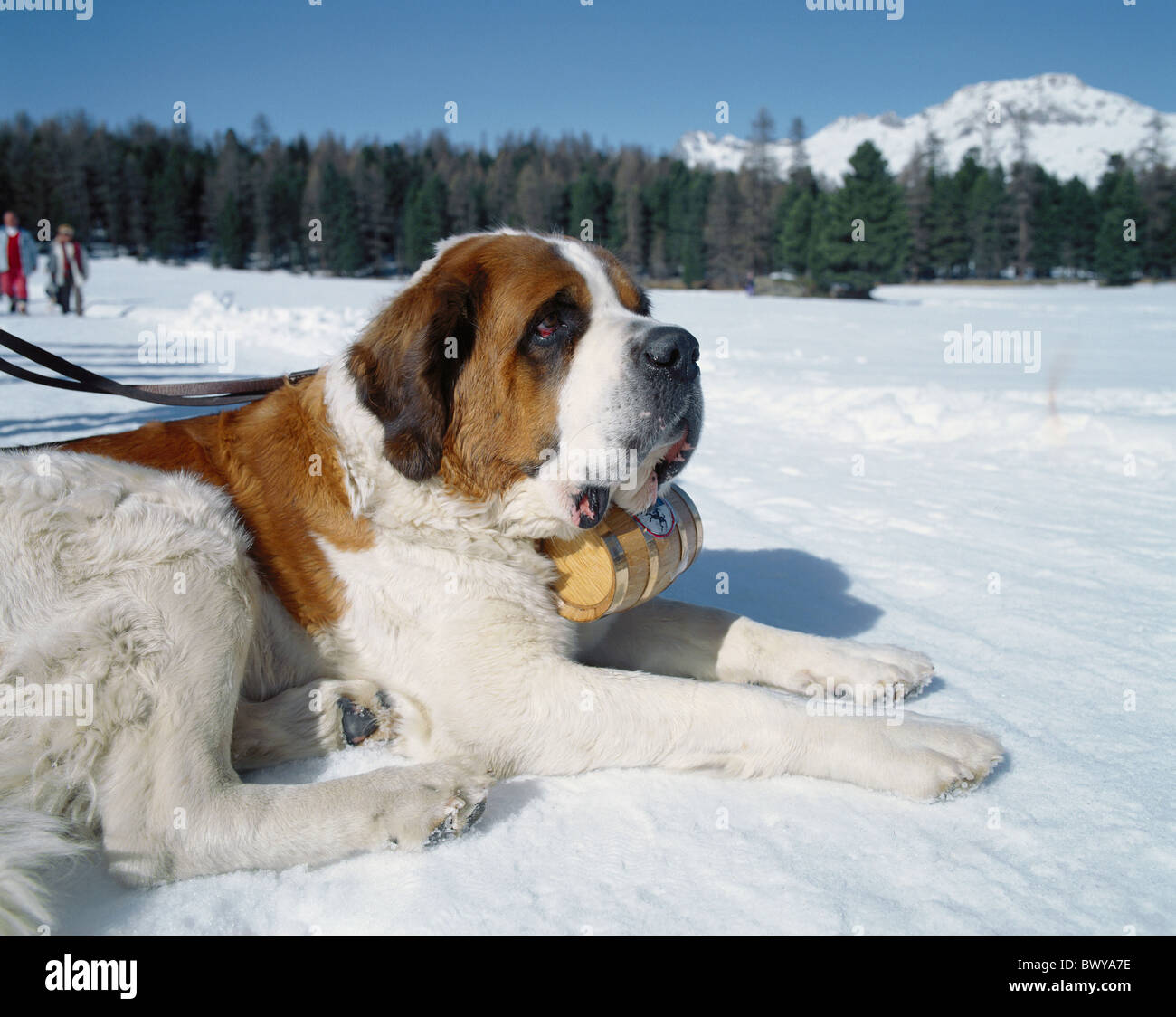 San Bernardo cane pascolo alpino cane cane fuori poco rum metric ton distese di neve in inverno Foto Stock