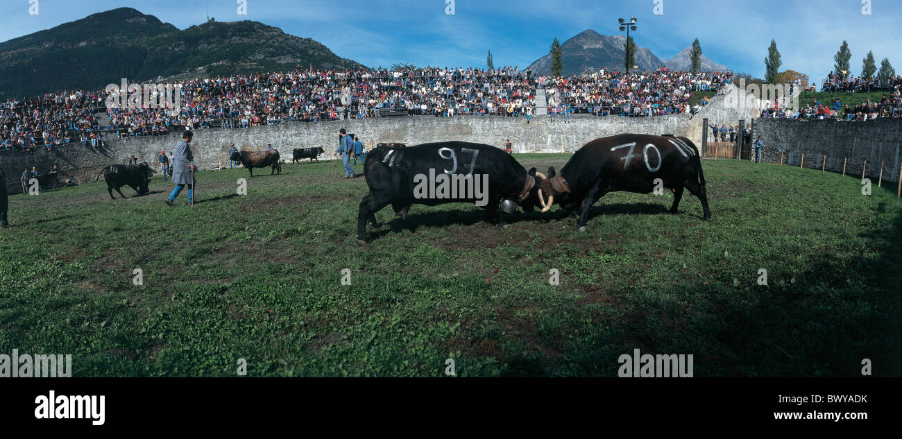 Animali Animali battaglia nel Cantone del Vallese pulire Combats de vacca puro vacca di lotta duello mucche Eringer lotta folkloristiche Foto Stock
