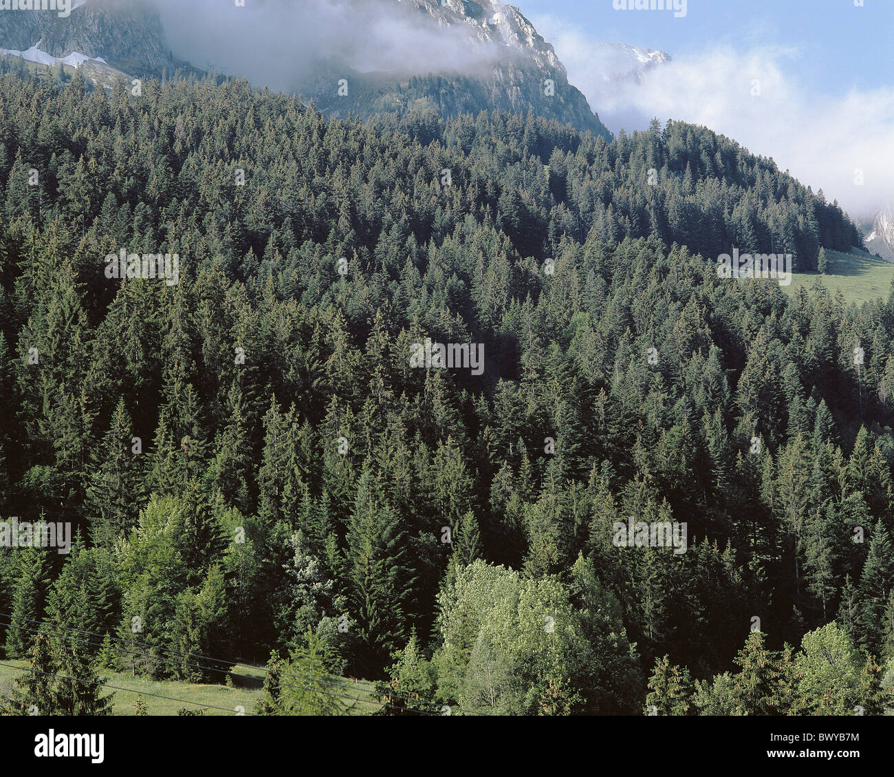 Scenario la foresta di conifere panoramica sul pendio di montagna nuvole meteo Svizzera Europa Vaud Pays d'Enhaut Foto Stock