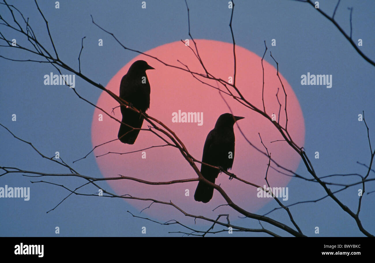 Animali Animali ast sfera uccelli bird rami crow crepuscolo nodi umore sagome seduta sfera albero di Sun Foto Stock