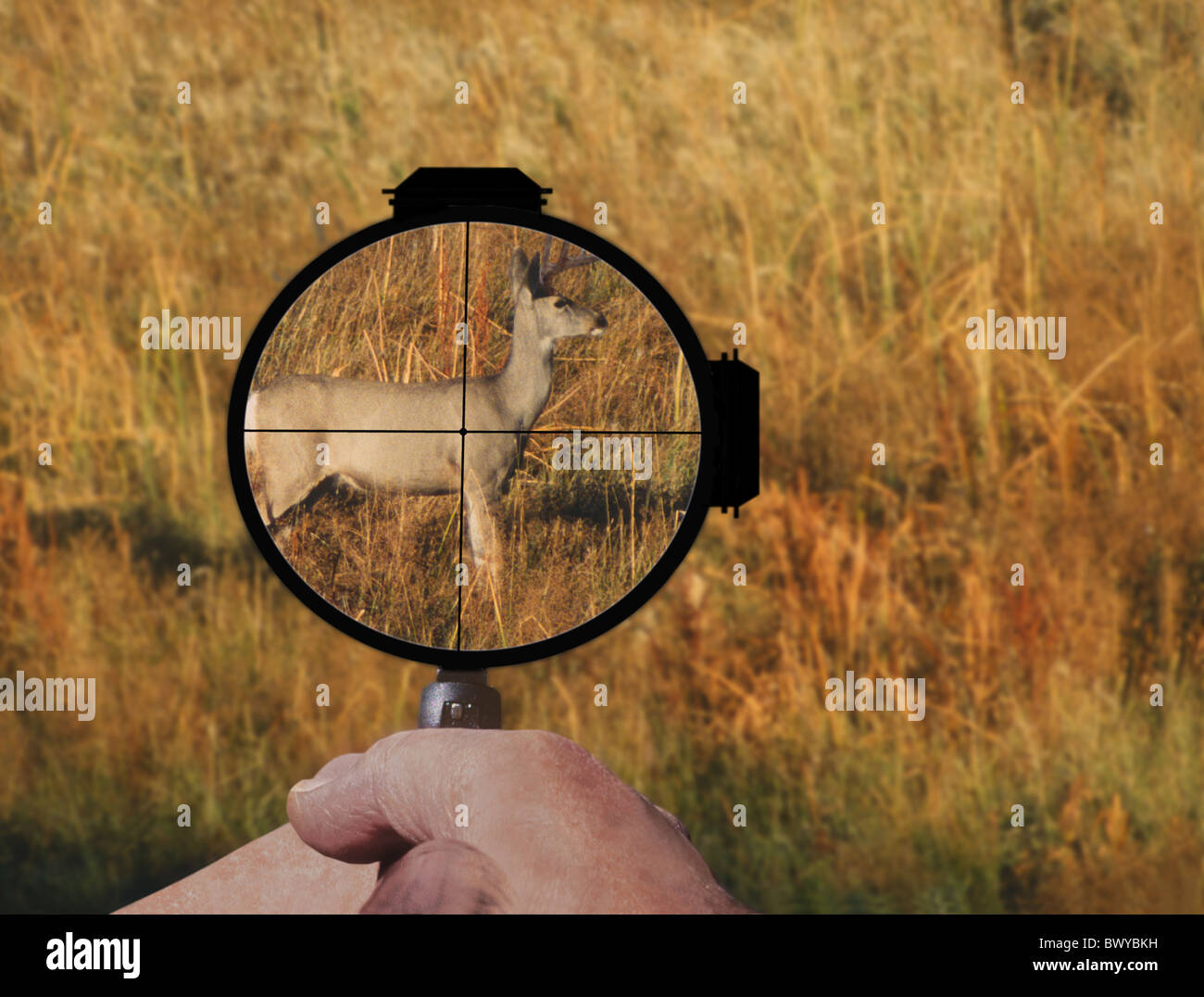 Animali Animali bracci crosshair cervi pistola destinazione mani cacciatori di suoneria pendolamenti scopo fucilieri roe dee Foto Stock