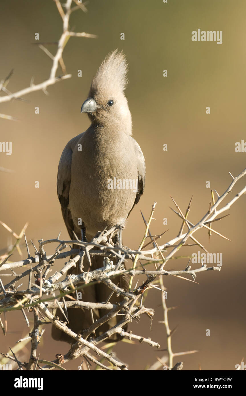 Grigio andare lontano Bird Corythaixoides concolor Parco Nazionale Kruger Sud Africa Foto Stock