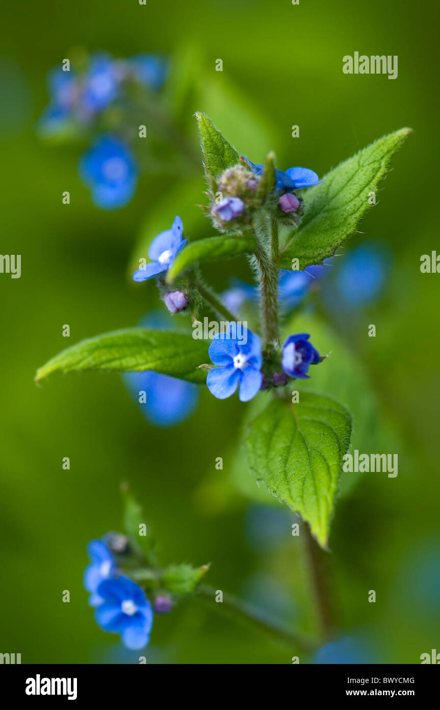 Piccoli fiori blu di Brunnera macrophylla - falso dimenticare-me-non o bugloss siberiano Foto Stock