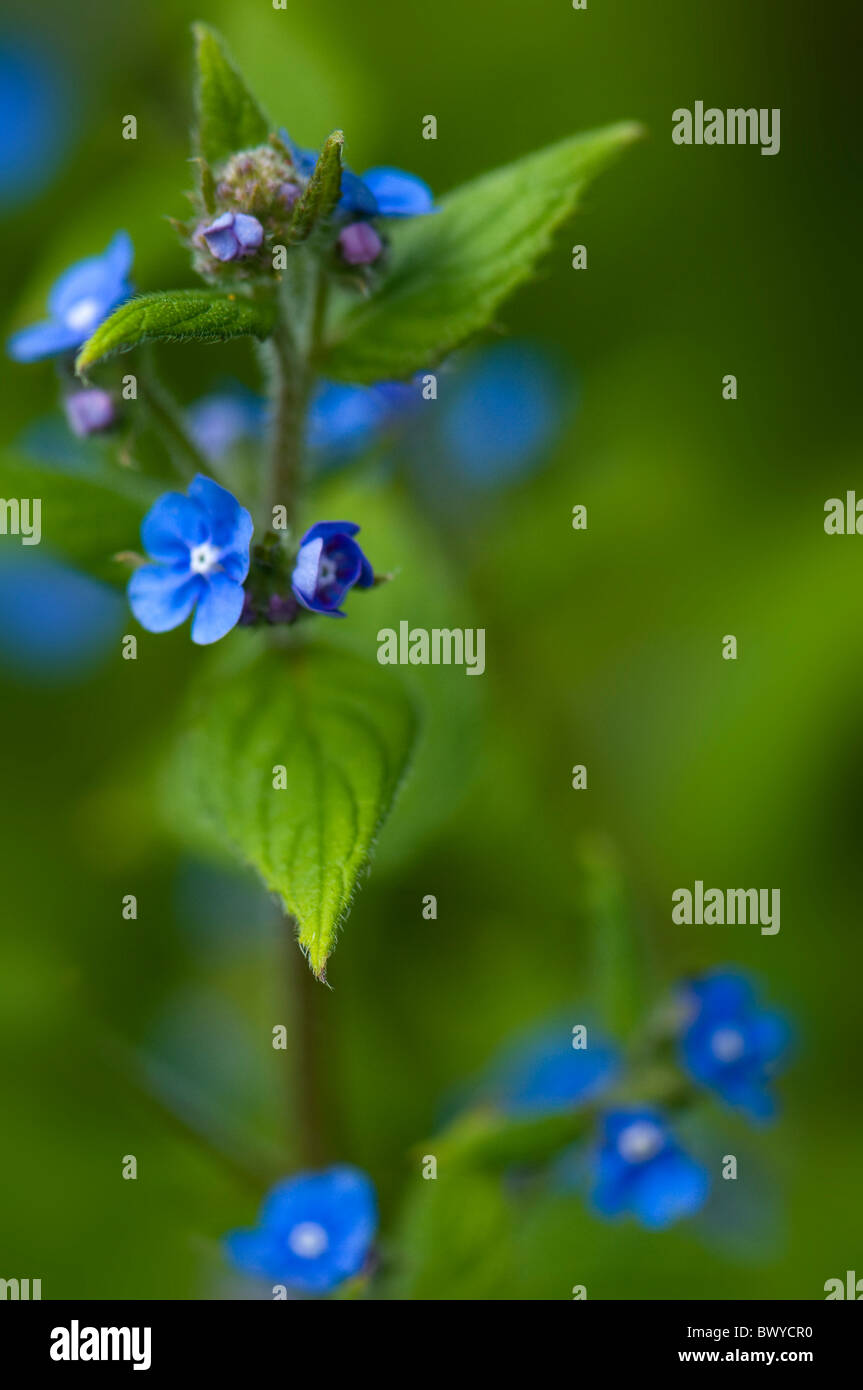 Piccoli fiori blu di Brunnera macrophylla - falso dimenticare-me-non o bugloss siberiano Foto Stock