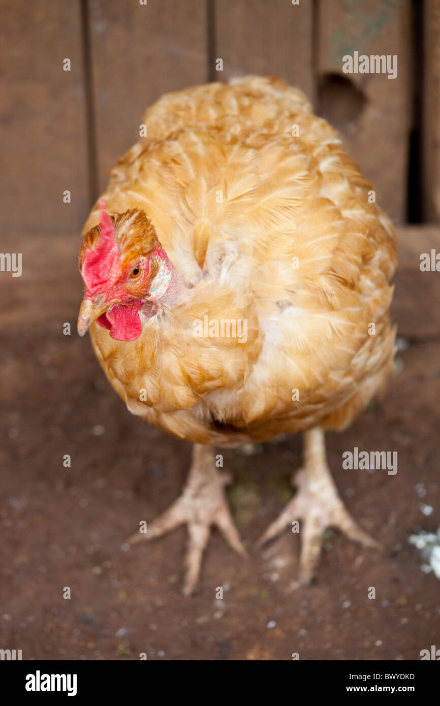 Pollo in Kibera baraccopoli, Nairobi, Kenia Foto Stock