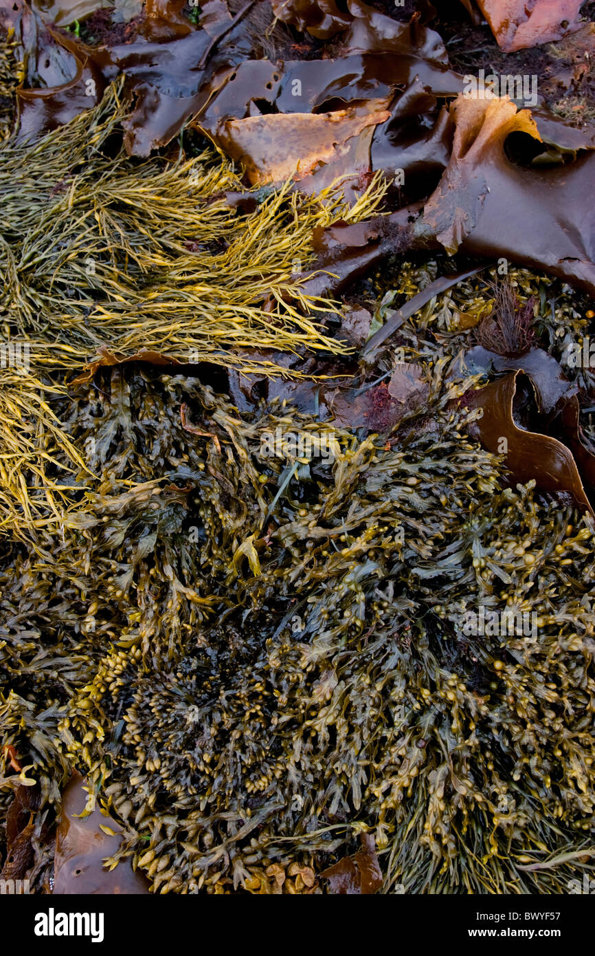 Le alghe close up, sfondo Foto Stock