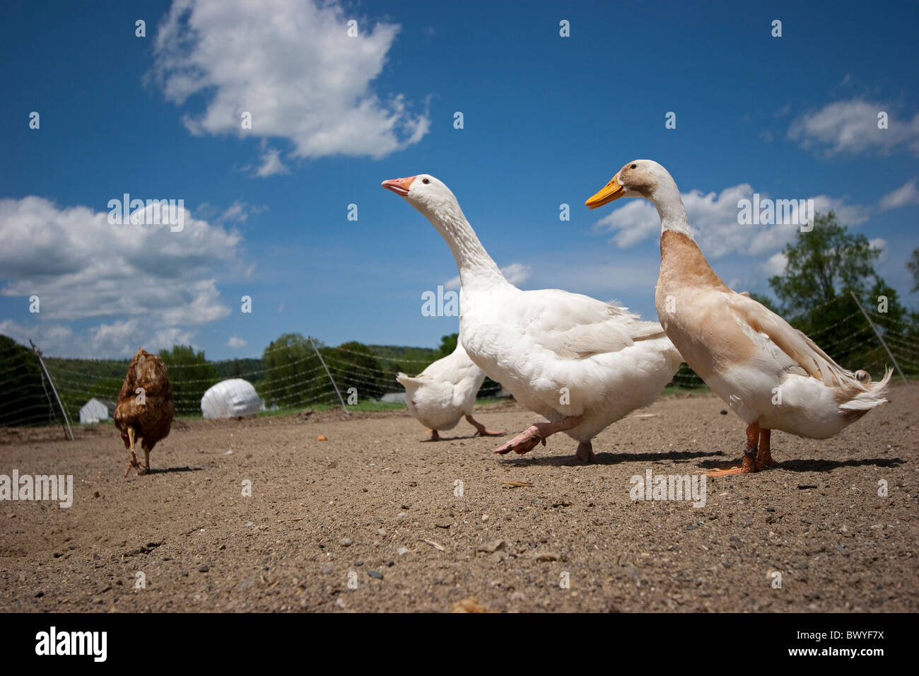 Oche, anatre e pollo in stalla sulla fattoria di pollo Foto Stock
