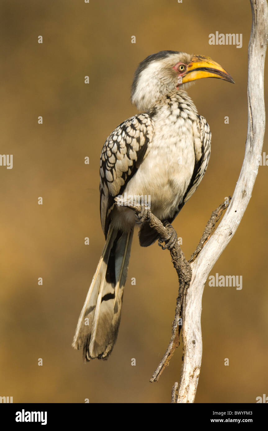 Southern Yellow-Billed Hornbill Tockus leucomelas Parco Nazionale Kruger Sud Africa Foto Stock