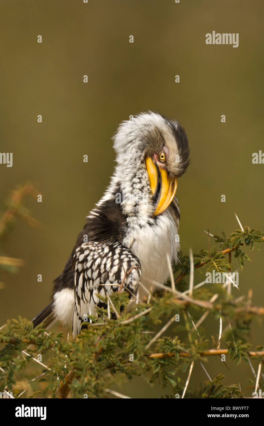 Southern Yellow-Billed Hornbill (Tockus leucomelas), Kruger National Park, Sud Africa Foto Stock