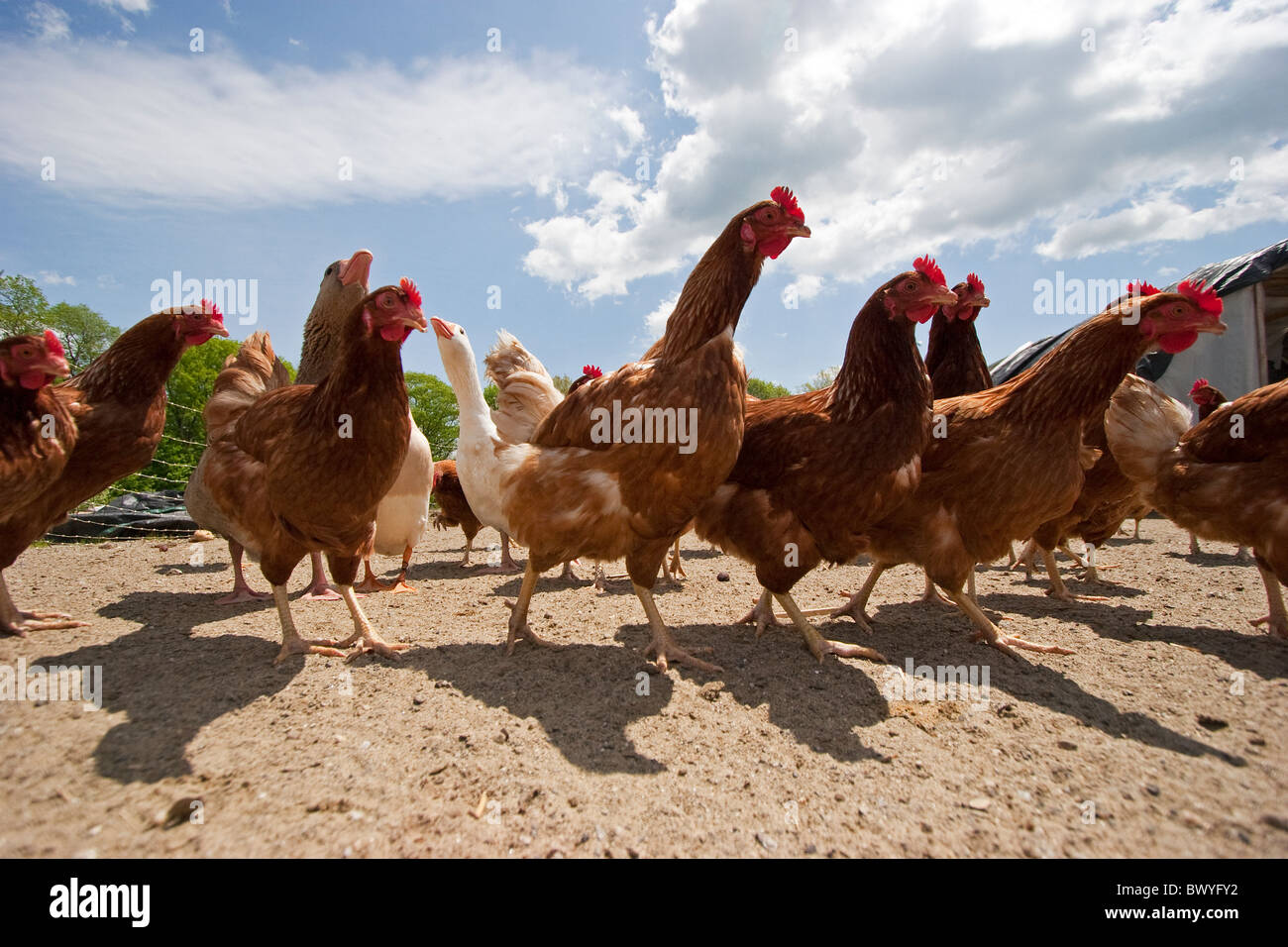 Polli in cantiere di pollo sulla fattoria di pollo, polli ruspanti Foto Stock