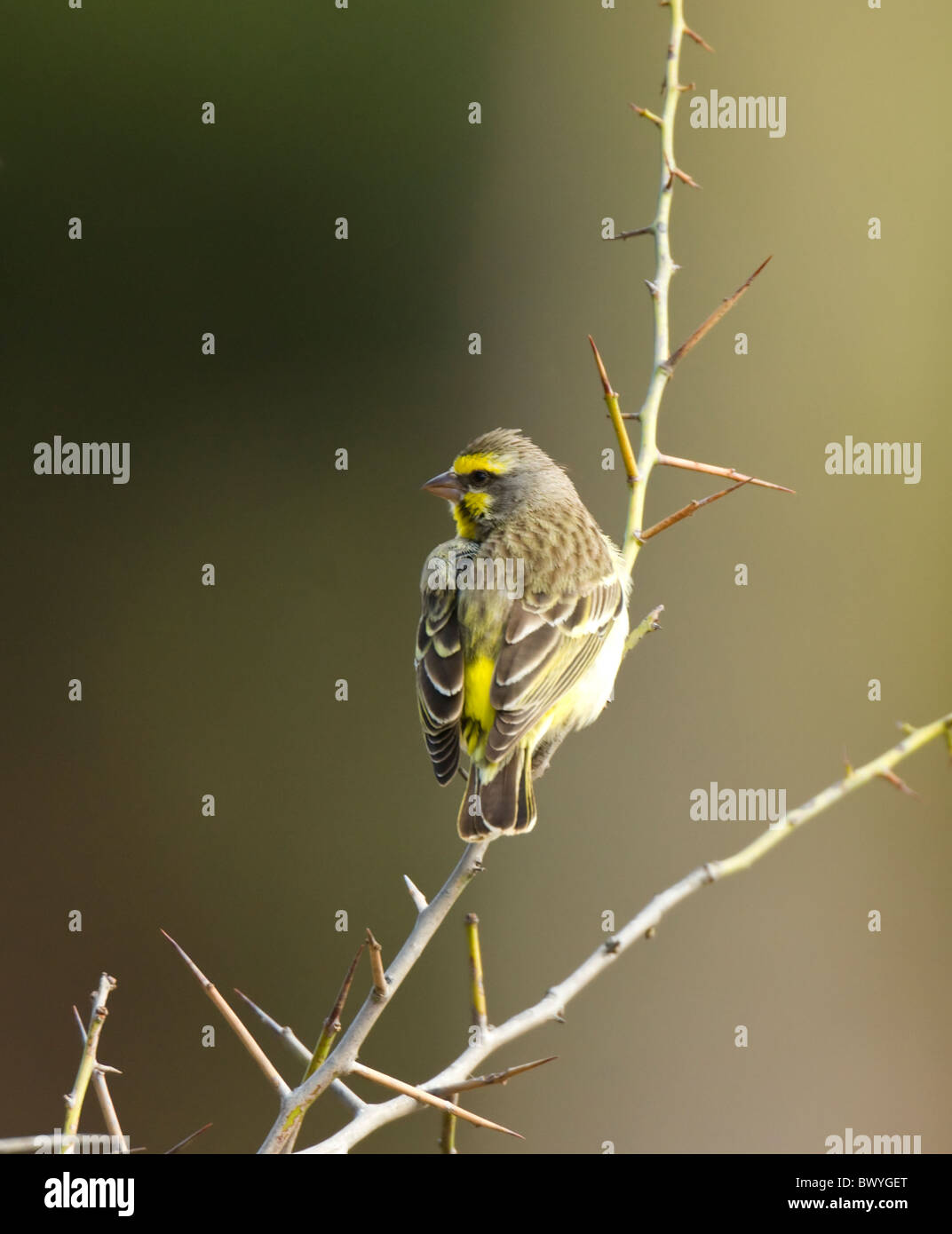 Canarie Yellow-Fronted Crithagra mozambica Parco Nazionale Kruger Sud Africa Foto Stock