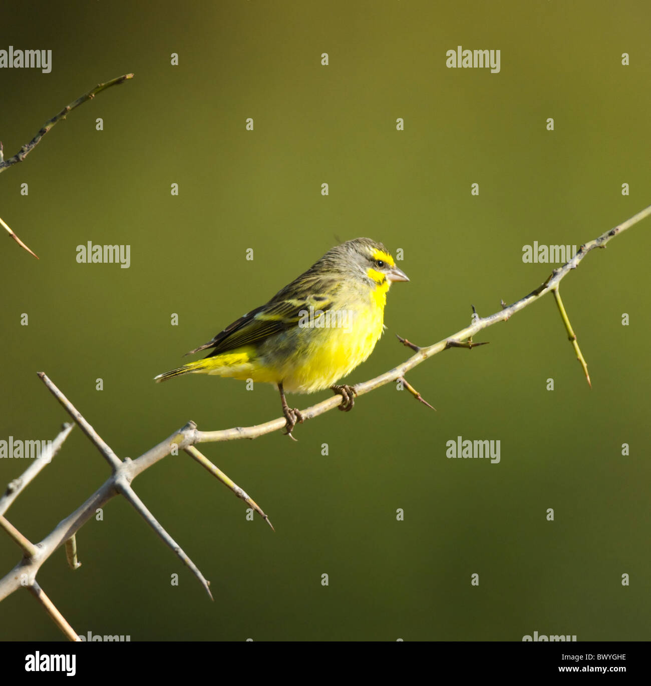 Canarie Yellow-Fronted Crithagra mozambica Parco Nazionale Kruger Sud Africa Foto Stock