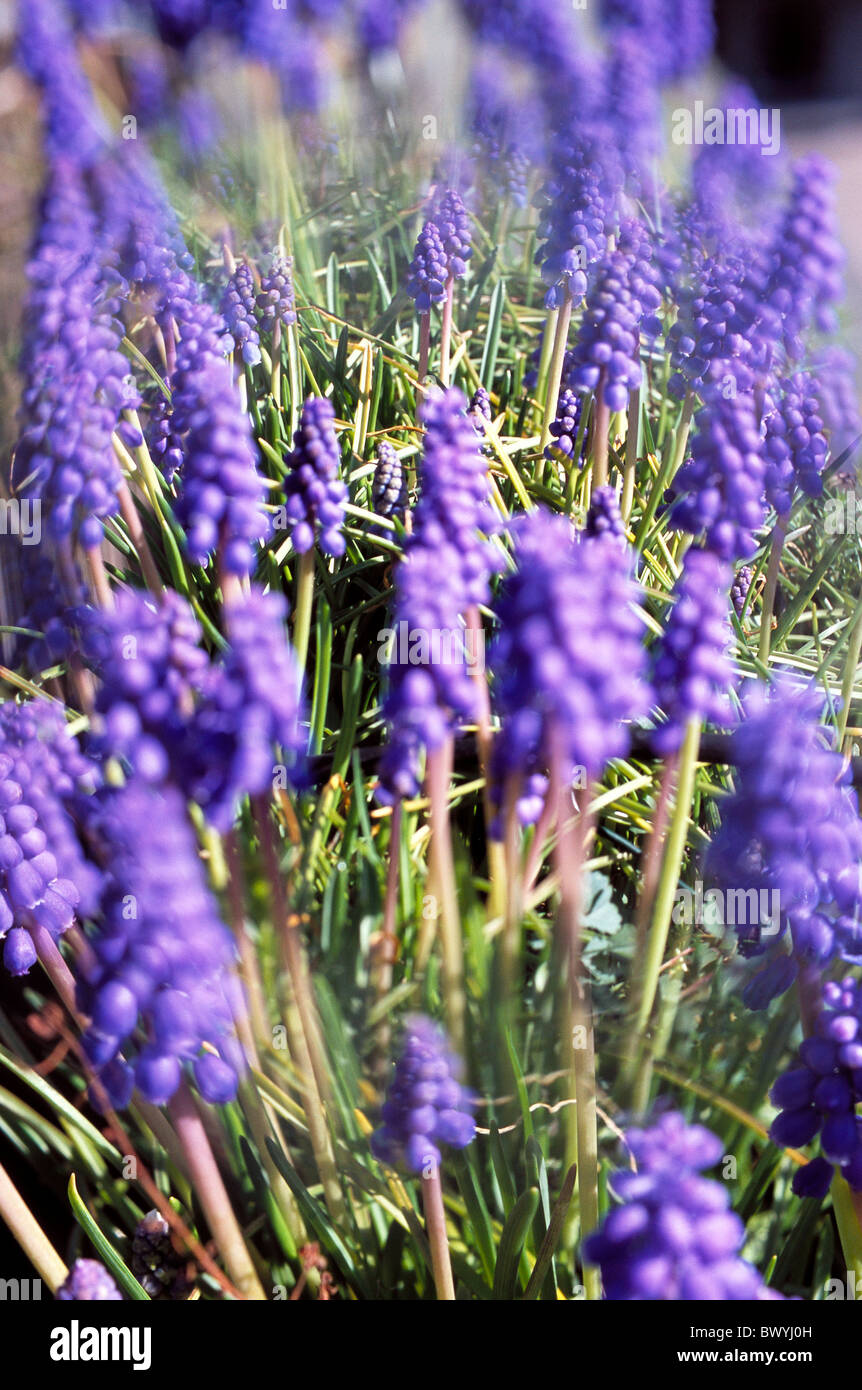 Fiori di vari tipi di uve modi giacinti patch gruppo taglio di fiori di primavera Foto Stock