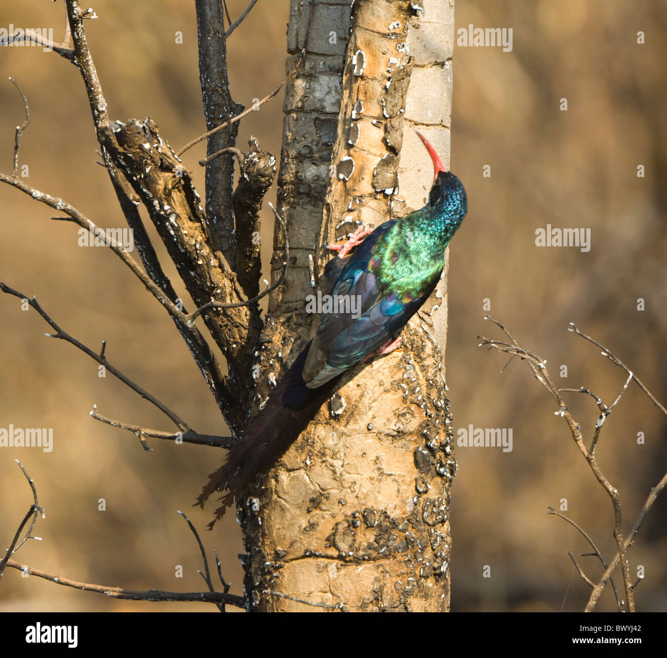 Verde Phoeniculus Wood-Hoopoe purpureus Parco Nazionale Kruger Sud Africa Foto Stock