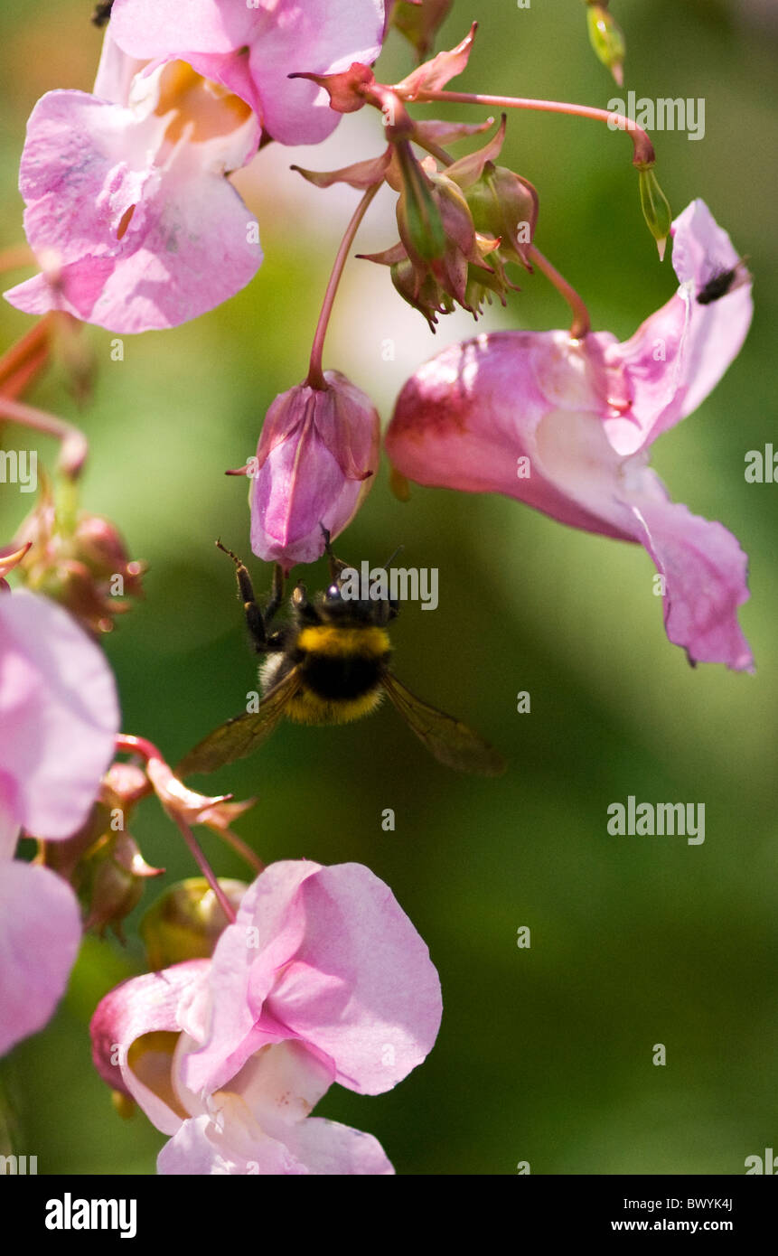 Api Bee arrampicata in una Rosa Himalayan Marsh Balsam fiore Foto Stock