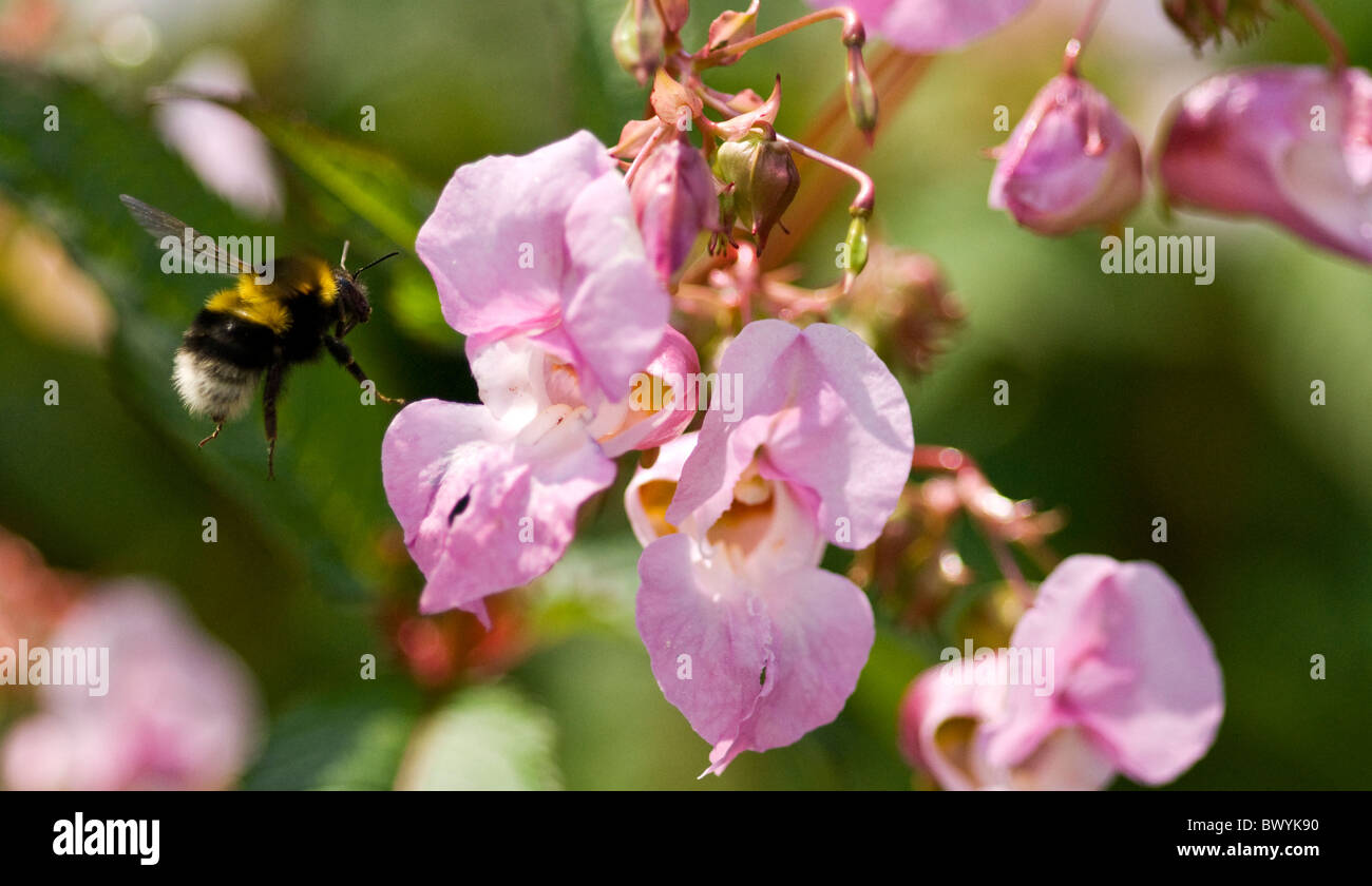 Api Bee battenti & sbarco sulla Rosa Himalayan Marsh Balsam fiore Foto Stock