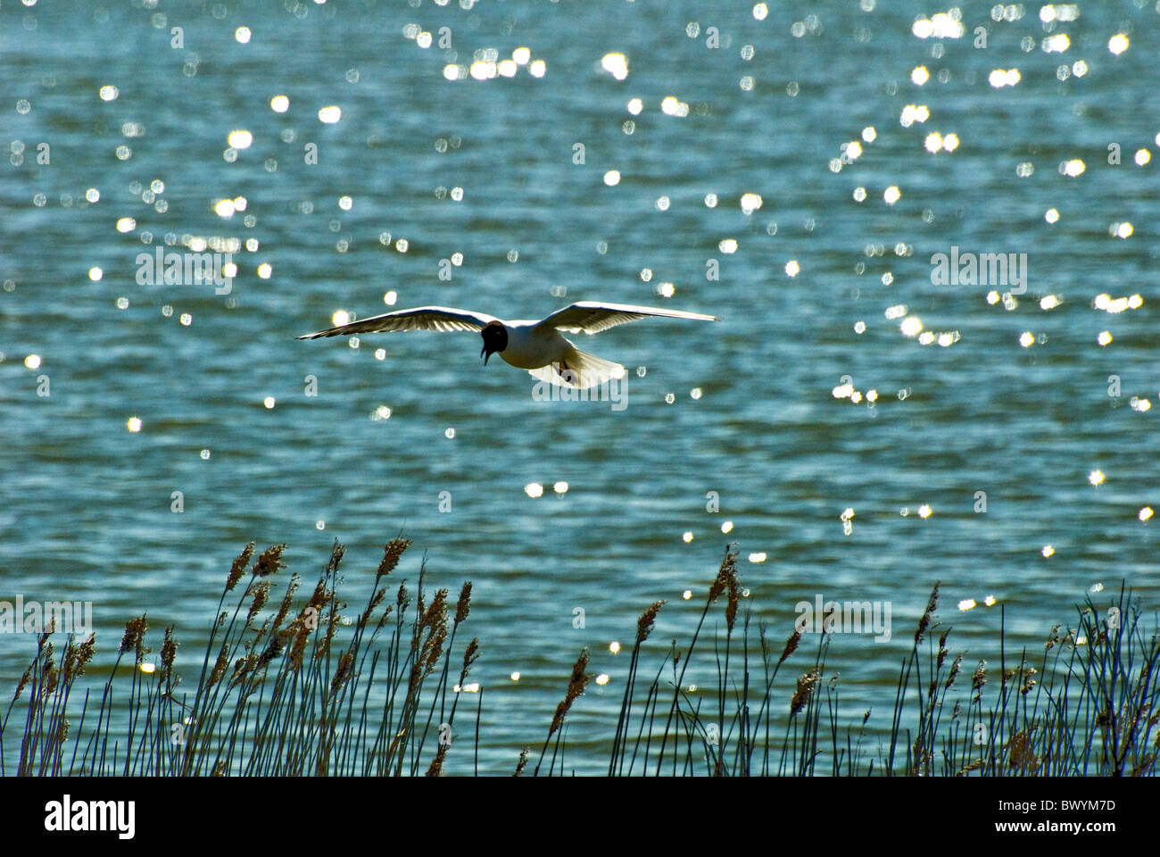 Nero gabbiano con testa a metà volo sopra scintillante acqua e canneti o erbe Foto Stock