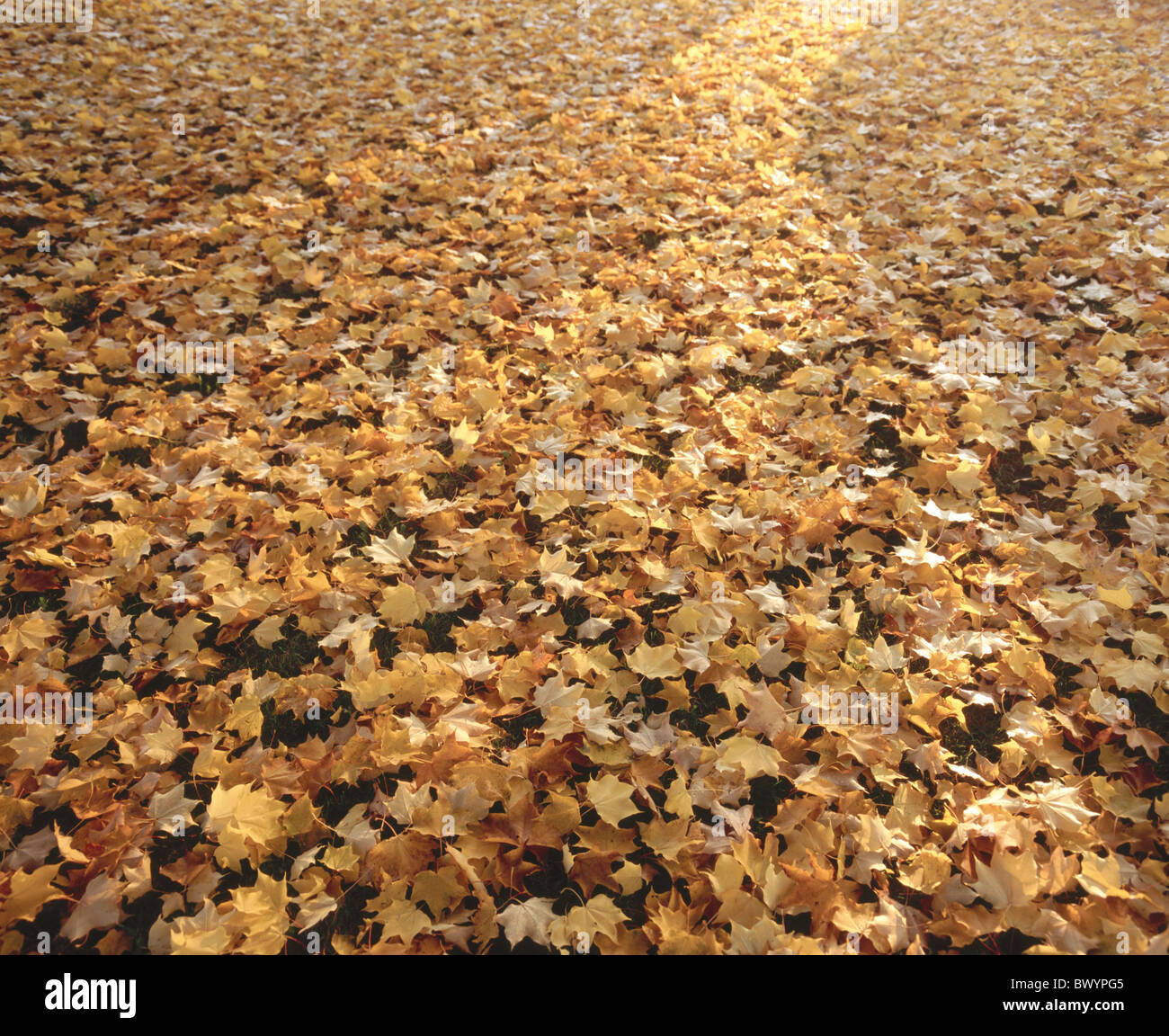 Foglie di fondo di massa di fogliame di autunno piante natura Foto Stock
