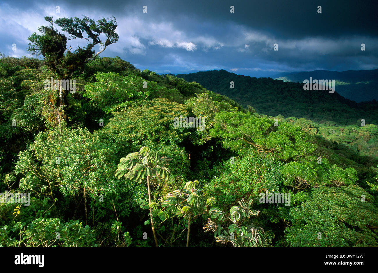 Cloud Forest Reserva Santa Helena nuvole Costa Rica America centrale la natura foreste vergini della foresta pluviale, scener Foto Stock