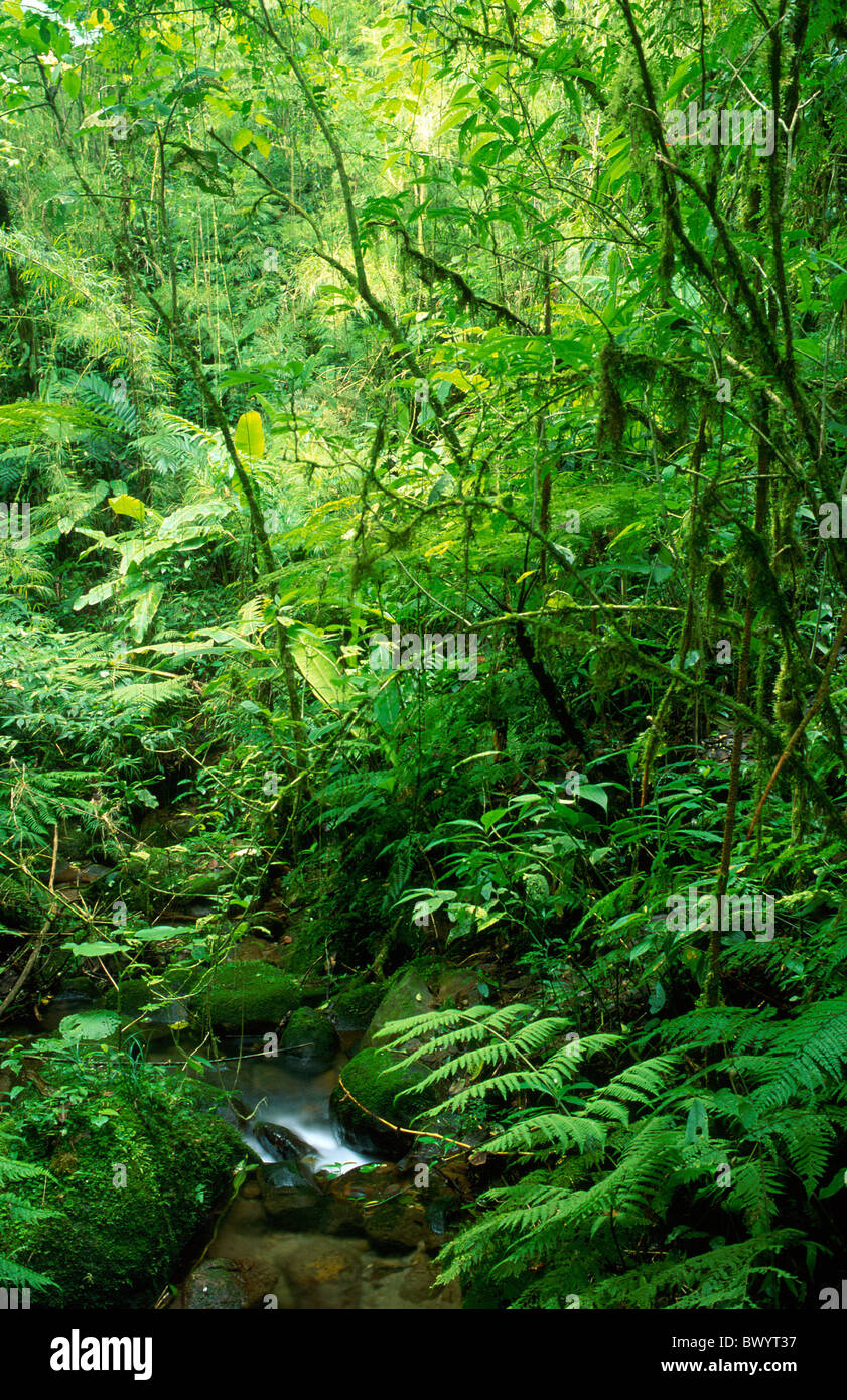 Brook stream Cloud Forest Reserva Santa Helena Costa Rica America centrale la natura foreste vergini della foresta di pioggia Foto Stock