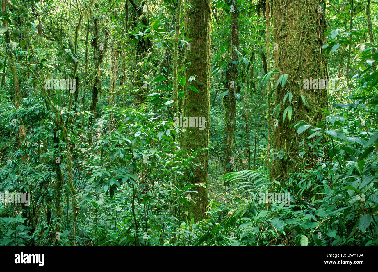 Cloud Forest Reserva Santa Helena Costa Rica America centrale la natura foreste vergini della foresta pluviale, legno tropicale Foto Stock