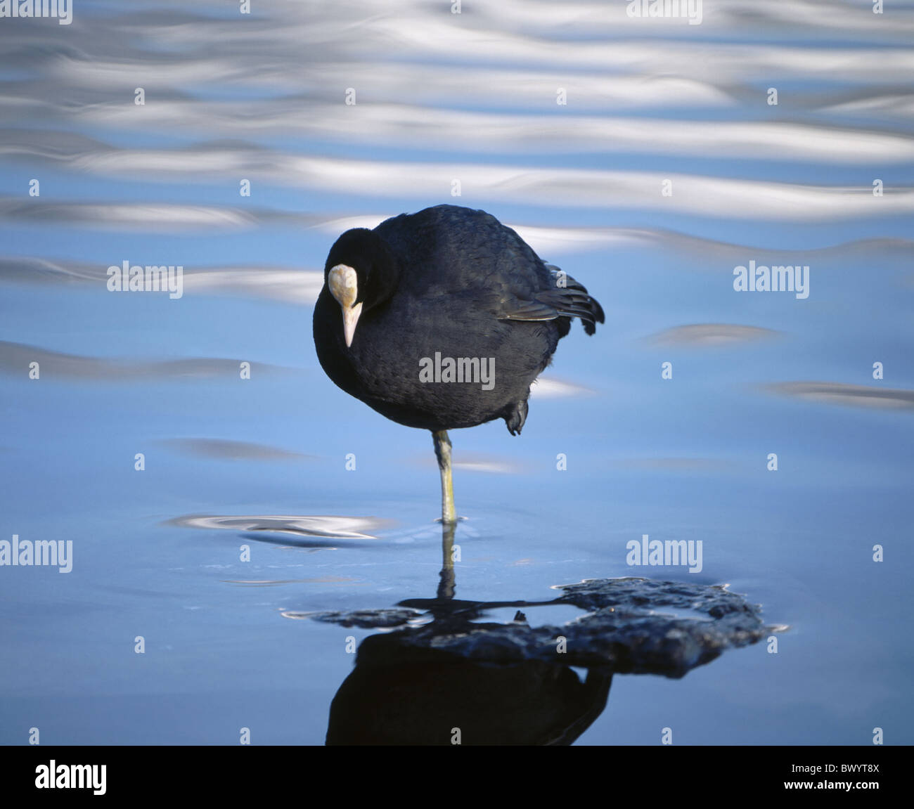 La folaga fulica atra bestia animale animali bestie uccelli bird acque uccello di acqua Foto Stock