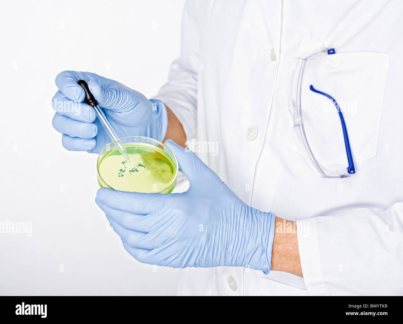 Ispanico scienziato che lavora con contagocce e capsula di petri Foto Stock