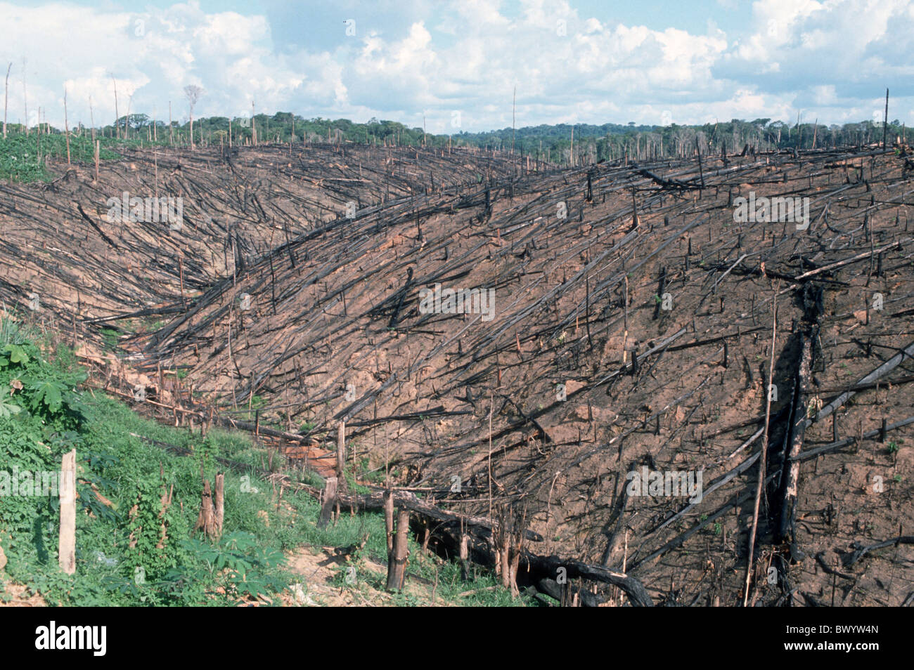 Il Brasile. La deforestazione per mano di allevatori di bestiame e miniere d'oro in Amazzonia Foto Stock