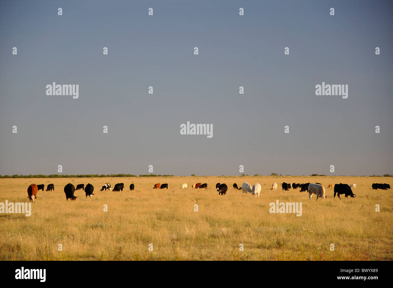 Texas ranch con mucche, STATI UNITI D'AMERICA Foto Stock