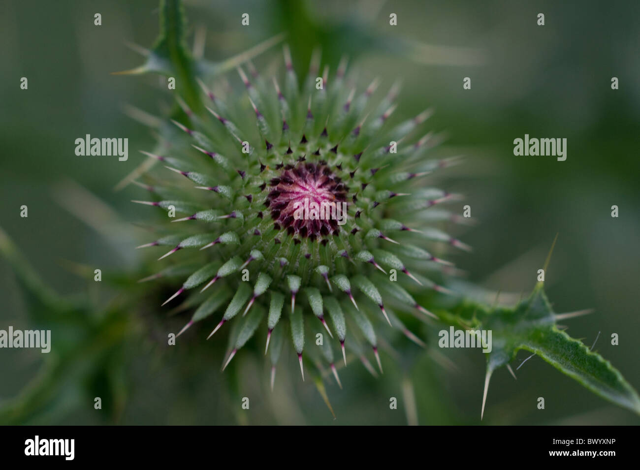Thistle del latte, Silybur Marianum Foto Stock