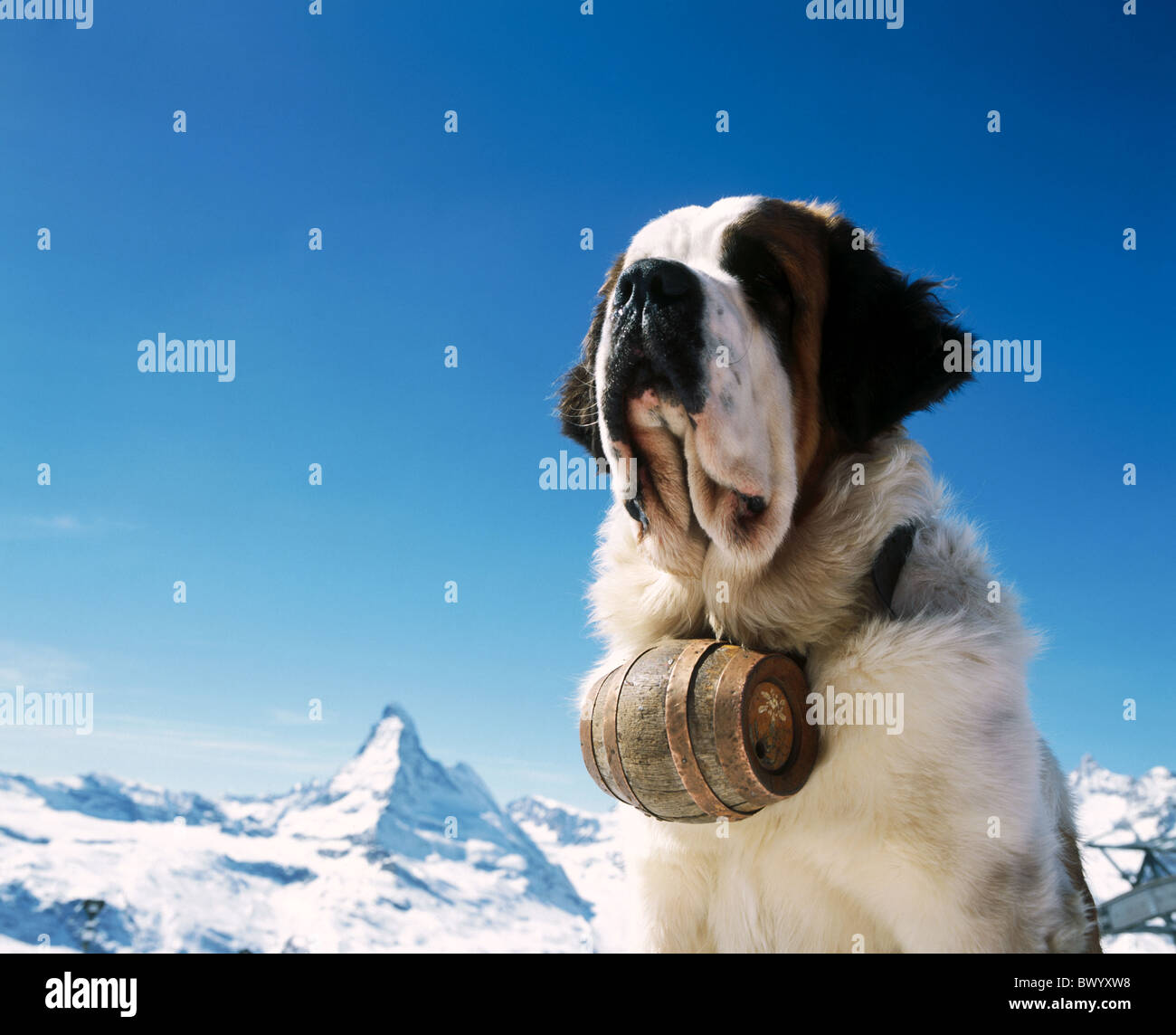 Alpine montagne delle Alpi di san Bernardo cane cane canna Matterhorn landmark montagna Svizzera Europa ritratto Foto Stock