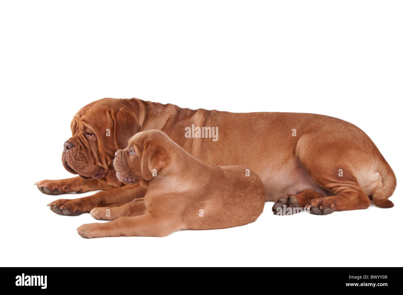 Cucciolo di Dogue de Bordeaux con la sua madre isolati su sfondo bianco Foto Stock