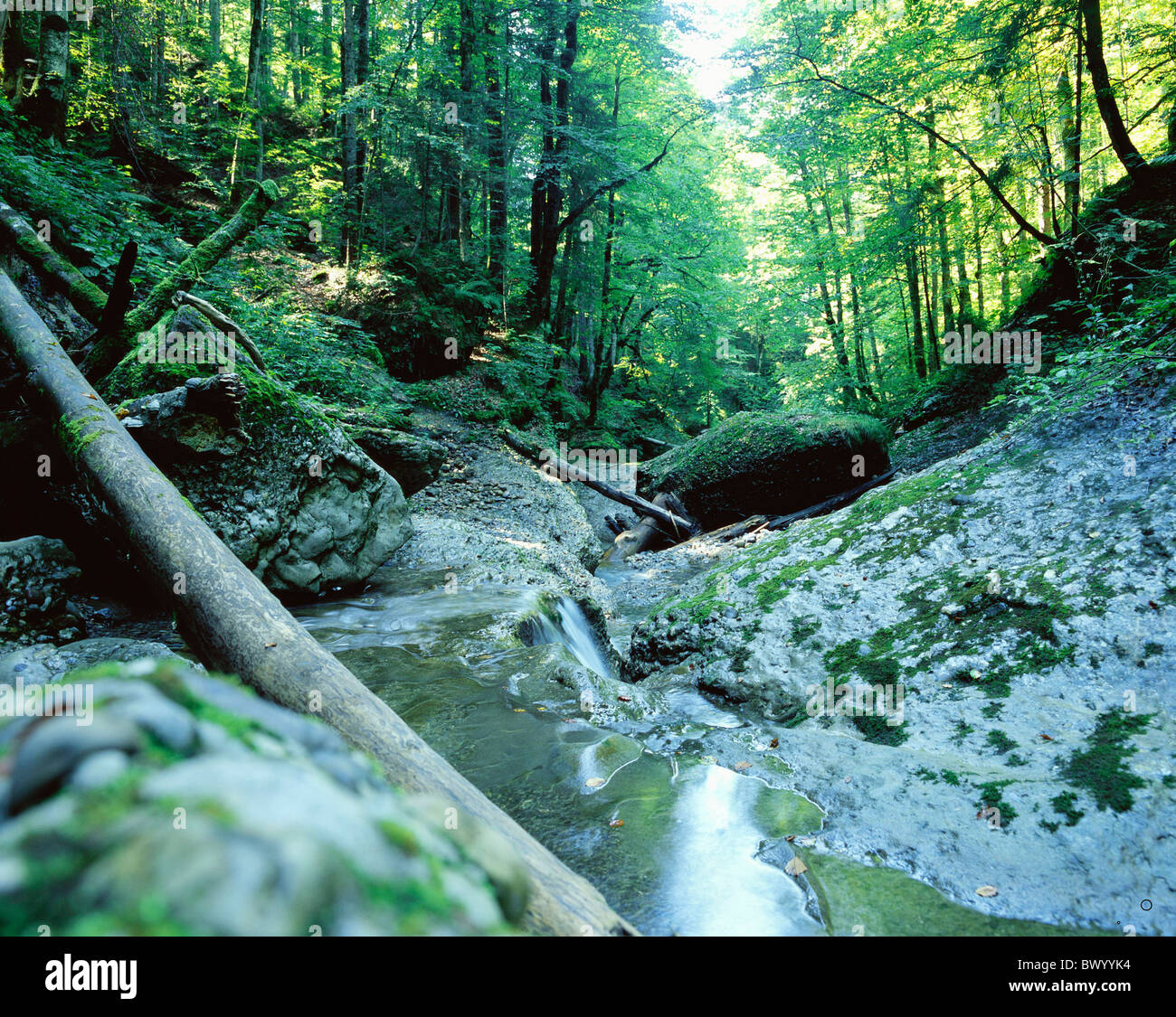Foro di stufa natura Necker Svizzera Europa Tobel foresta legno acqua 10653429 Creek brook canton San Gallo scener Foto Stock