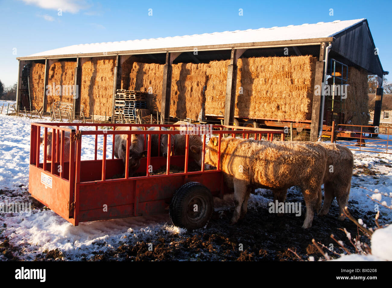 Bovini in una coperta di neve settore alimentare da un trogolo di fieno durante l'inverno 2010. Foto Stock