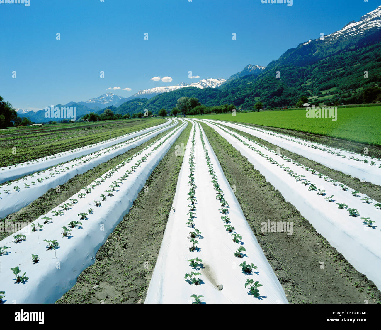 Coprire la coltivazione di fragole campi campo agricoltura Valle del Reno il foglio di protezione in Svizzera Europa Foto Stock