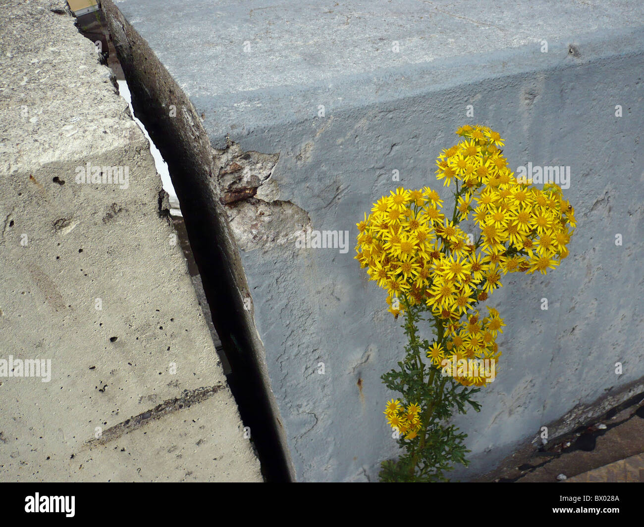 Un giallo fiore che sboccia tra i blocchi di calcestruzzo Foto Stock