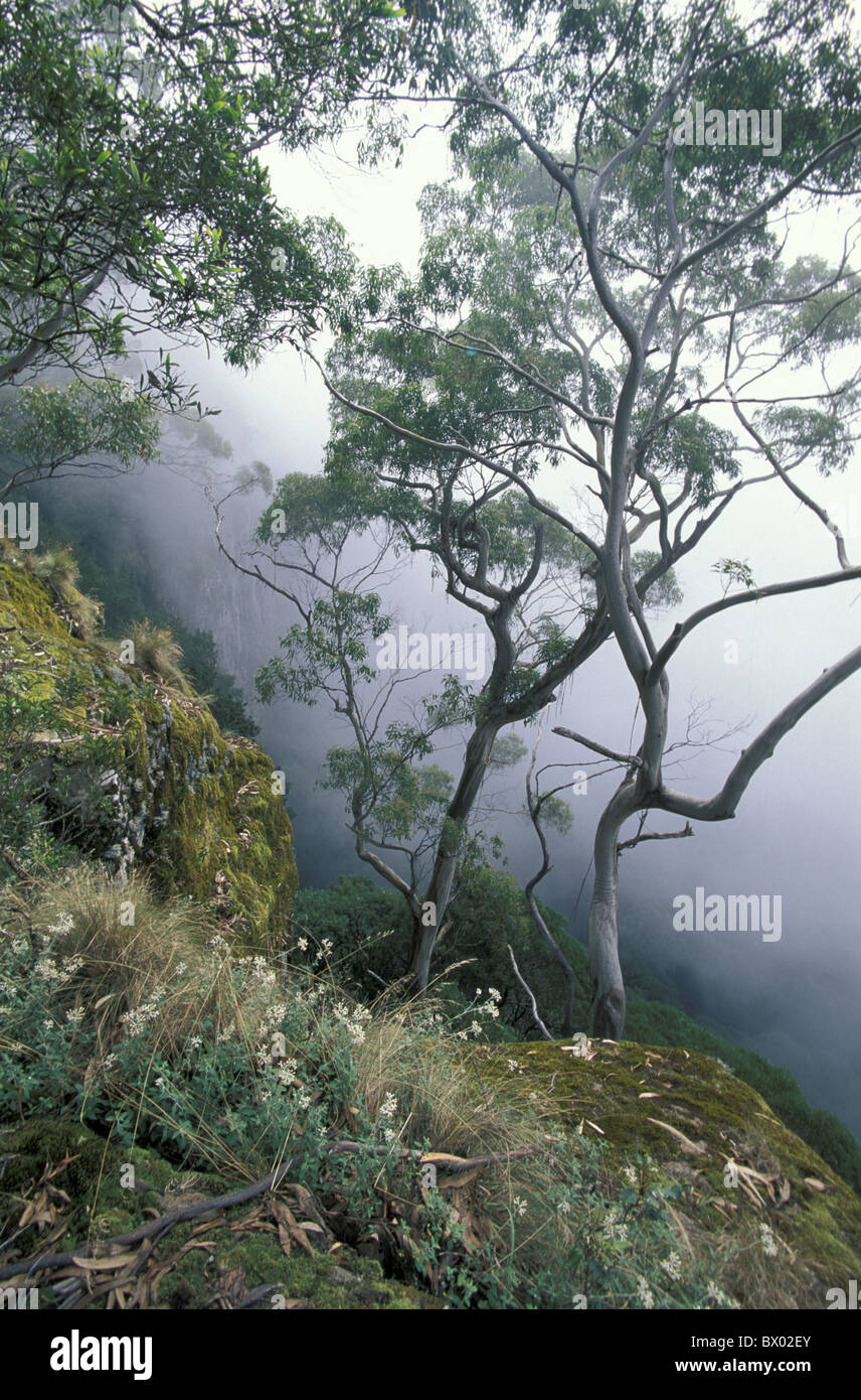 Australia Nuova Inghilterra parco nazionale di New South Wales Platypus si affacciano su alberi paesaggio di roccia natura nebbia moss Foto Stock