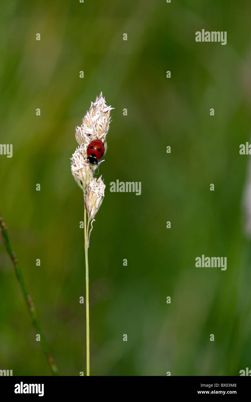 Una coccinella su un erba selvatica reed Foto Stock