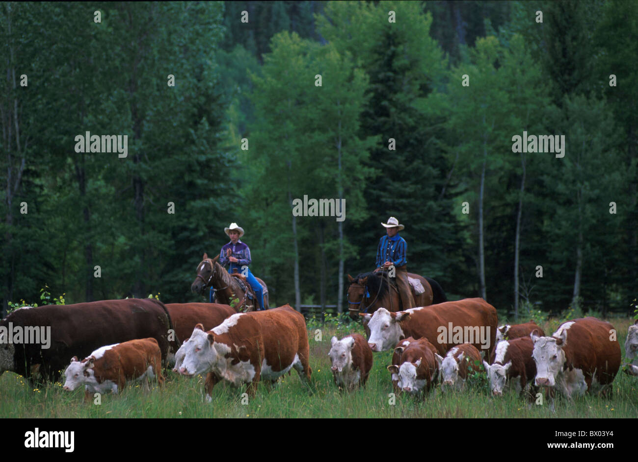 Agricoltura della Columbia britannica in Canada America del Nord America Chilcotin paese Cowboy mucche cavalli nessun modello di ri Foto Stock