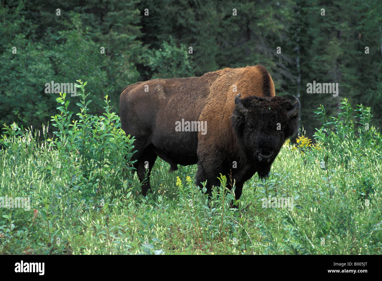 Bisonti americani animali animali Bos bison Canada America del Nord America Territori del Nord-ovest Foto Stock