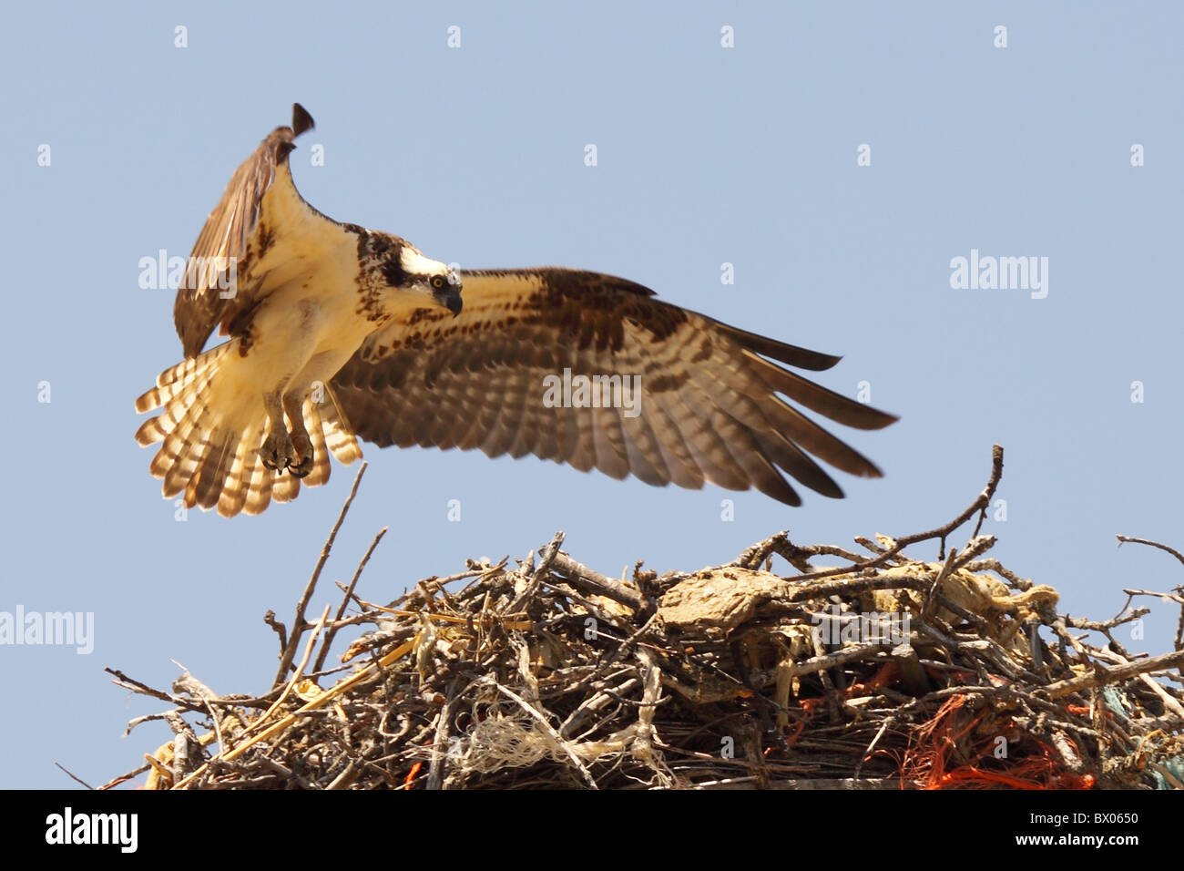 Osprey passando sopra il suo nido. Foto Stock