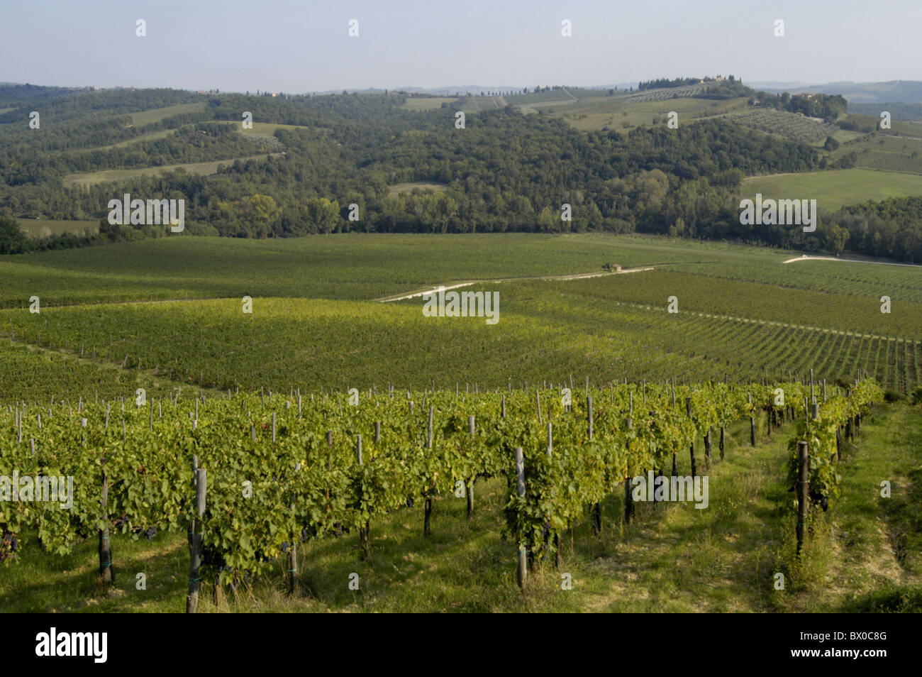 Hill ho Italia Europa scenario agricoltura germogli vitigni foresta legno vino vigna Foto Stock